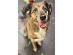 Adopt Roxi a Merle Australian Shepherd / Mixed dog in Yuba City, CA (37374136)