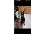 Adopt Major a Black Doberman Pinscher / Mixed dog in Gainesville, FL (37371821)