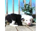 Border Collie Puppy for sale in Greenwich, OH, USA