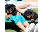 Rottweiler Puppy for sale in Fontana, CA, USA