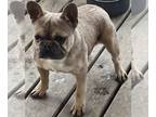 French Bulldog PUPPY FOR SALE ADN-557524 - French Bulldog