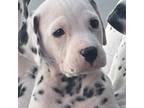 Dalmatian Puppy for sale in Homestead, FL, USA