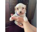 Cavapoo Puppy for sale in Canon City, CO, USA