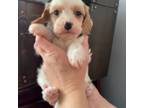 Cavapoo Puppy for sale in Canon City, CO, USA