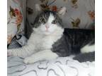 Adopt Duncan a Gray, Blue or Silver Tabby Maine Coon (short coat) cat in
