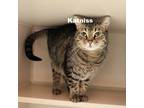 Adopt Katniss 23116 a Brown or Chocolate Domestic Shorthair / Mixed cat in