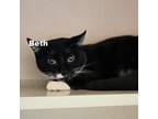 Adopt Beth 23065 a All Black Domestic Shorthair / Mixed cat in Escanaba