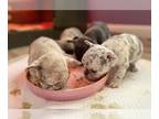 French Bulldog PUPPY FOR SALE ADN-558390 - Jurassic Kennels Frenchies