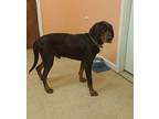 Cooper Black and Tan Coonhound Adult Male