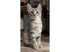 Adopt Donald A Brown Tabby Domestic Shorthair / Mixed (short Coat) Cat In