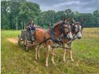 Belgian mule team