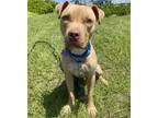 Adopt Mozzy a Tan/Yellow/Fawn Mixed Breed (Large) / Mixed dog in Key West