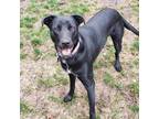 Adopt Lulu a Black - with White Border Collie / Australian Cattle Dog / Mixed