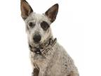Adopt Rio a Merle Australian Cattle Dog / Mixed dog in Rocklin, CA (37353536)
