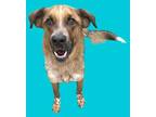 Adopt Emmett a Red/Golden/Orange/Chestnut Australian Cattle Dog / Mixed dog in