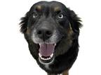 Adopt Reba a Black Australian Shepherd / Mixed dog in Bartlesville