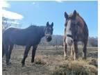 Adopt Ginger & Jasmine a Chestnut/Sorrel Belgian / Pony - Other horse in Sharon