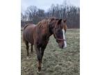 Adopt Luca a Chestnut/Sorrel Morgan horse in Sharon Center, OH (37386812)