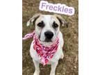 Freckles American Pit Bull Terrier Adult Female