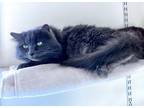 Adopt Harlow a Domestic Long Hair, Nebelung
