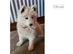 Samoyed Puppy for sale in Pueblo, CO, USA