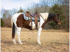 Online Auction - [url removed] - Beautiful Tri-Color Paint Trail Riding...
