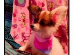 Papillon PUPPY FOR SALE ADN-397597 - Beautiful healthy papillons GCH Sired pet