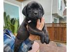 Cane Corso PUPPY FOR SALE ADN-559066 - Zoey and Zeus