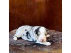 Australian Shepherd Puppy for sale in Lutz, FL, USA