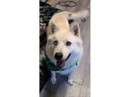 Adopt Lago a White American Eskimo Dog / Mixed dog in Greenville, PA (37403269)