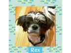 Adopt Rex a Shih Tzu / Mixed dog in Littleton, CO (37400178)