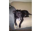 Adopt Bruce a Black Great Dane / Pumi / Mixed dog in Muskogee, OK (37401685)