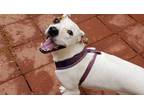Adopt Sophie a White - with Brown or Chocolate Jack Russell Terrier / American