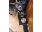 Adopt Nipsey a Brown/Chocolate - with Tan American Staffordshire Terrier dog in