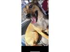Adopt Boujie a Brown/Chocolate German Shepherd Dog / Beagle / Mixed dog in