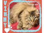 Vinny Maine Coon Adult Male