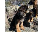 German Shepherd Dog Puppy for sale in Red Feather Lakes, CO, USA