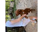 American Bull Dogue De Bordeaux Puppy for sale in Meadow Vista, CA, USA