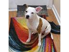 Adopt Bella a White - with Brown or Chocolate Jack Russell Terrier / American