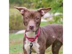 Adopt Mossa a Brown/Chocolate American Pit Bull Terrier / Mixed dog in Ann