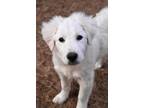Adopt Freddy a White Great Pyrenees / Labrador Retriever / Mixed dog in