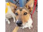 Adopt Romer a Tan/Yellow/Fawn Collie / Mixed dog in Buffalo, MN (37410256)