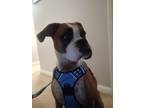 Adopt Pato a Tricolor (Tan/Brown & Black & White) Boxer / Mixed dog in Richmond