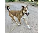 Adopt CHOWDER a Tan/Yellow/Fawn Cattle Dog / Collie / Mixed dog in Pt.