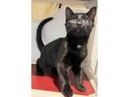 Adopt Seline a Domestic Shorthair / Mixed (short coat) cat in LaBelle