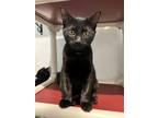 Adopt Mufasa a Domestic Shorthair / Mixed (short coat) cat in LaBelle