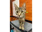 Adopt Irene A Gray, Blue Or Silver Tabby Egyptian Mau / Mixed (short Coat) Cat
