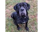 Adopt Caesar a Black Mastiff / Mixed dog in Lynchburg, VA (37407302)
