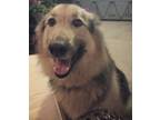 Adopt Luna a Black - with White German Shepherd Dog / Alaskan Malamute / Mixed