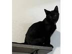 Adopt Emo a Domestic Shorthair / Mixed (short coat) cat in LaBelle